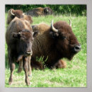 Suche nach amerikanischer büffel poster Bison