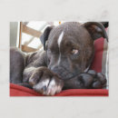Suche nach pille postkarten Hund