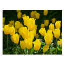 Suche nach hellgelb poster Natur