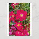 Suche nach briar postkarten Blätter