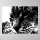 Suche nach katzenbilder poster Haustiere