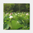 Suche nach lotus magnete Rosa