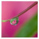 Suche nach wassertropfen fliesen Rosa