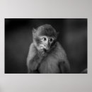 Suche nach schwarzer affe poster Wild