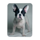 Suche nach french bulldog magnete Welpe