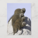 Suche nach lang postkarten Wildtiere