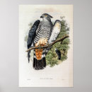 Suche nach falcon poster Vogelvogel