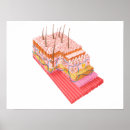 Suche nach menschliche haut poster Anatomie