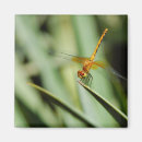 Suche nach dragonfly magnete Tierwelt