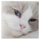 Suche nach ragdoll katze fliesen Natur