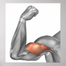 Suche nach bizeps poster Anatomie