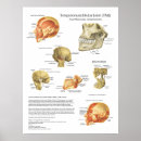 Suche nach muskulös poster Medizinisch