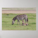 Suche nach neugeborene poster Wildtiere