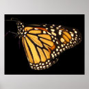 Suche nach schmetterlinge und motten poster Tier