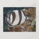 Suche nach fish postkarten Riff