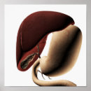 Suche nach organe poster Detail