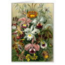 Suche nach orchideen blume karten Blumenreich