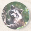 Suche nach waschbär untersetzer Wald