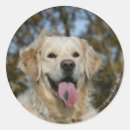 Suche nach headshot aufkleber Retriever