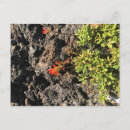 Suche nach indische postkarten Sommer