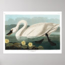 Suche nach john james audubon poster Schwan