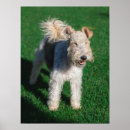 Suche nach airedale poster Niedlich