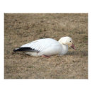 Suche nach migration poster Gänse