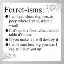 Suche nach frettchen poster Haustiere