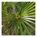 Suche nach tropen poster Natur