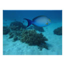 Suche nach unterwasser poster Tauchen