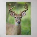 Suche nach weißwedelhirsch poster Wildtiere