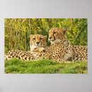 Suche nach geparden poster Wildtierkunst