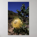 Suche nach protea poster Botanik