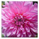 Suche nach rosa dahlie fliesen Blume