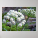Suche nach bestäuber poster Blume