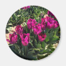 Suche nach schöne tulpen magnete Quelle