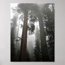 Suche nach sequoia national park poster Wald