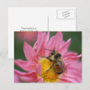 Suche nach rosa gänseblümchen postkarten Für alle
