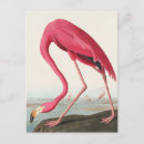 Suche nach john audubon postkarten Vogelvogel