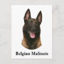 Suche nach belgische malinois postkarten Für alle