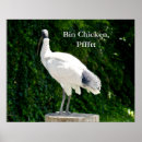 Suche nach lustiges huhn poster Vogelvogel