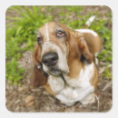 Suche nach tierköpfe aufkleber Vorderansicht