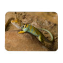 Suche nach lizard magnete Zwergeise