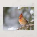 Suche nach rote brust postkarten Vogelvogel