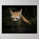 Suche nach fennec poster Fuchs
