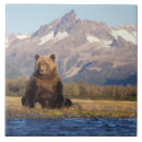 Suche nach braunbär fliesen Tierwelt