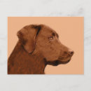 Suche nach schokolade labrador postkarten Schokoladenlabrador