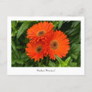 Suche nach orange gerbera postkarten Blume