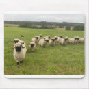 Suche nach lamm mousepads Schafherde