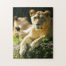 Suche nach löwin puzzle Wild